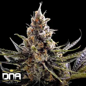 SEE013: 24K Gold (aka Kosher Tangie) FEMINIZED Seeds (DNA Genetics) 6 X Feminized seeds